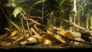 aquarium biotope amazonien