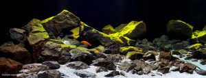 aquarium biotope cichlidÃ©s